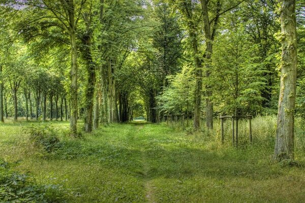 Ein überwachsener Pfad im schattigen Wald