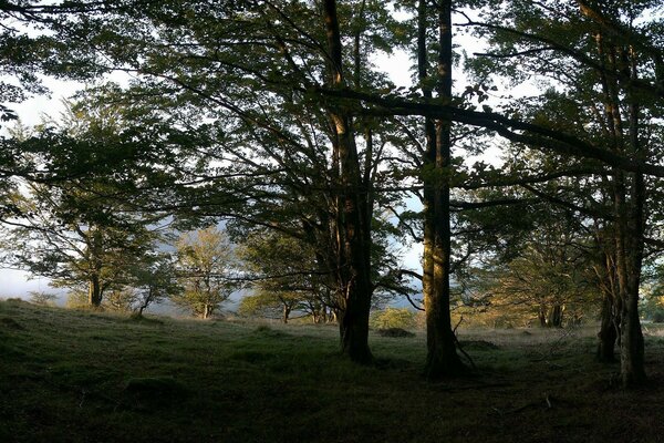 Foresta relitta circondata dalla nebbia