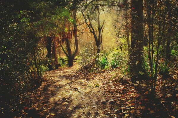 Schöner Waldweg