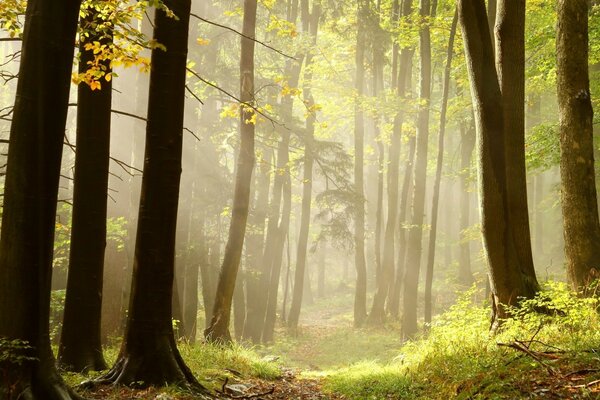 Mattina nebbiosa nella foresta estiva