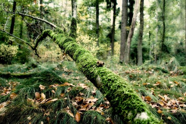 Moos umhüllt einen umgestürzten Baum