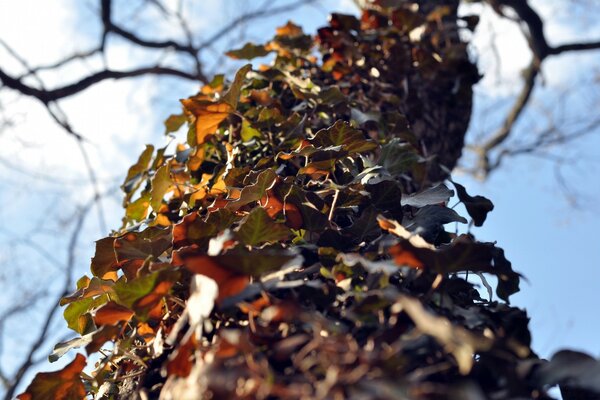 Autumn leaves clung to the tree