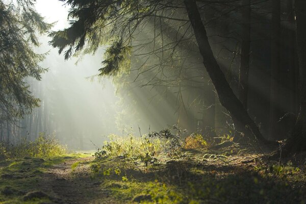 Brouillard dans la forêt et le soleil brille