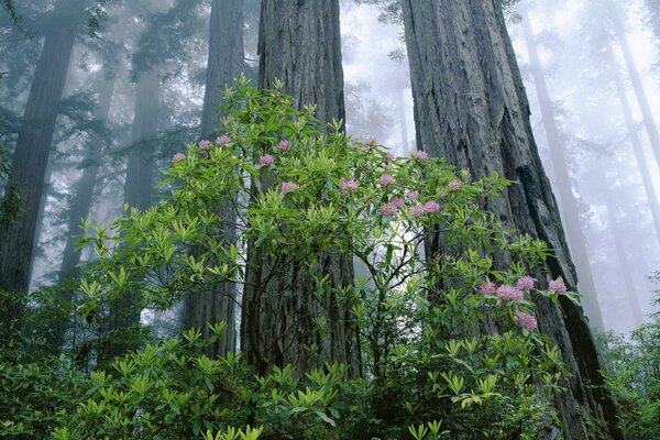 Natura. Foresta. Alberi ad alto fusto