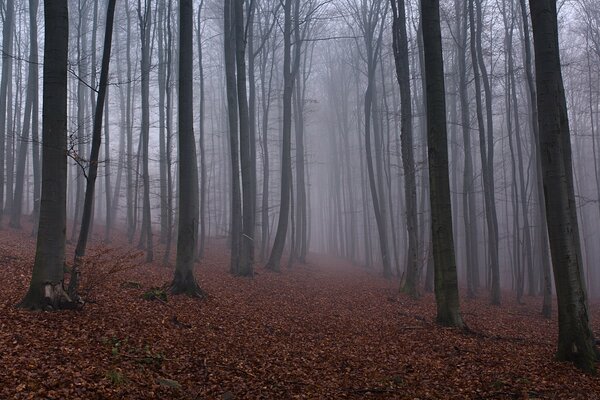 Foresta autunnale. Odore di legno