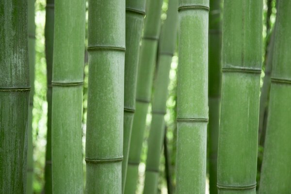 Green bamboo trunks close up