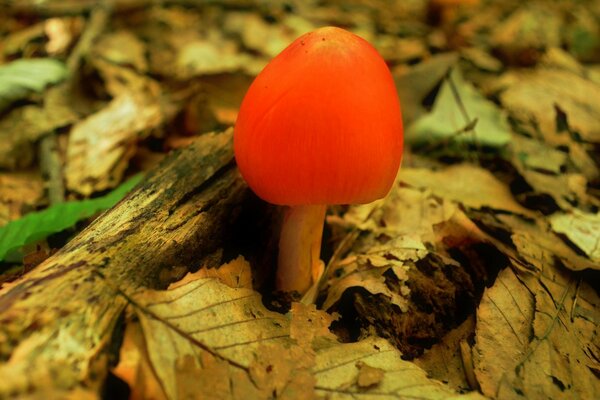 Increíble bosque de otoño y nadoki en él