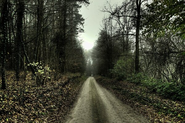 Gloomy forest landscape with a road