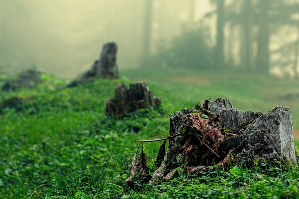 Paesaggio sull erba della foresta!Canapa-Fudge