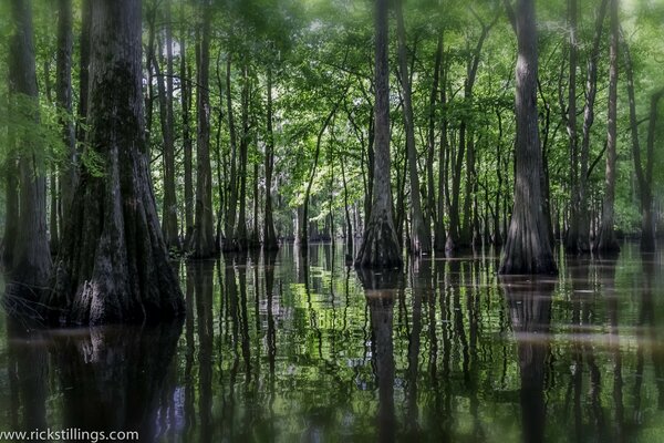 La imagen de los árboles en el reflejo del agua