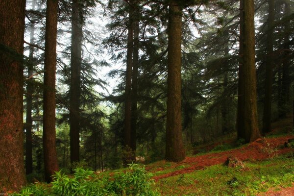 Paisaje claro en el bosque de coníferas