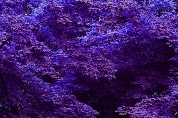 Floresta mágica em tons de roxo