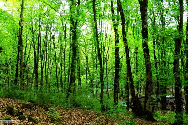 Schöner grüner Wald mit dunklen Bäumen