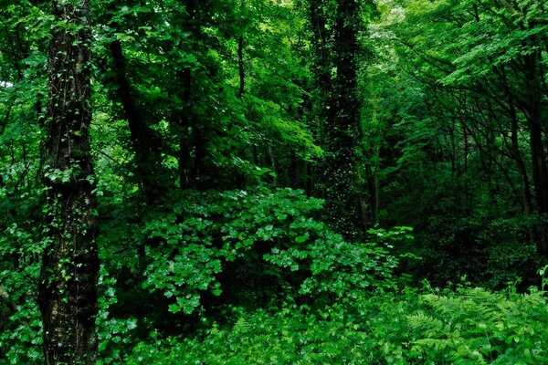 Bosque verde de hoja caduca en verano