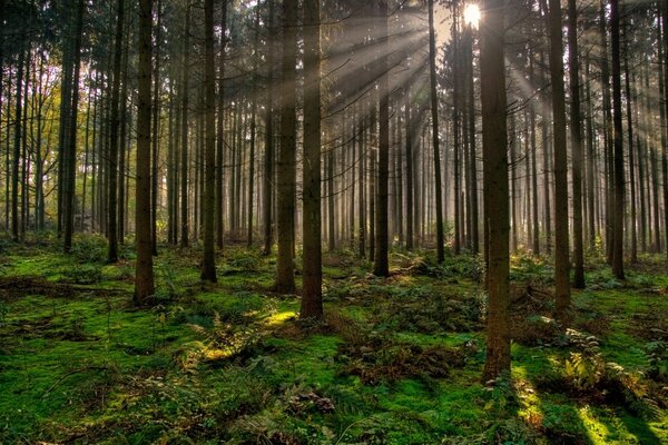 Dia ensolarado na floresta