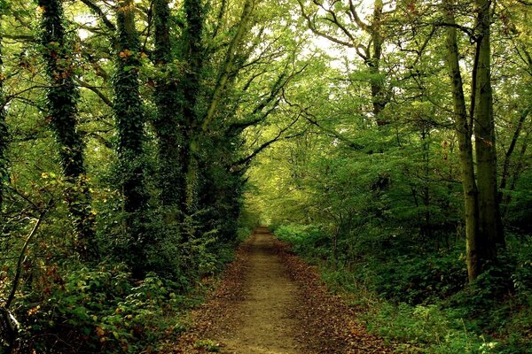 Camino del bosque en la distancia