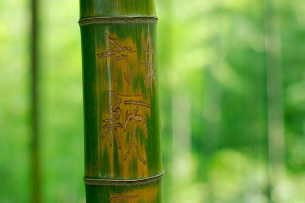 Bamboo escape close-up