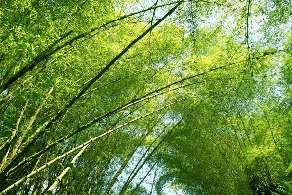 Fourrés d arbres verts dans la forêt