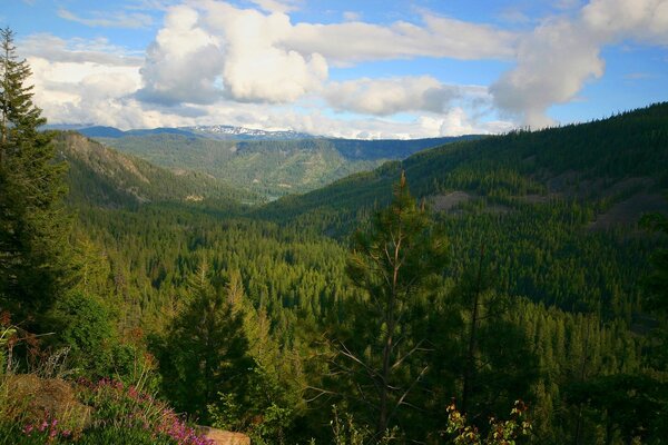 Foresta di conifere in profondità nelle montagne