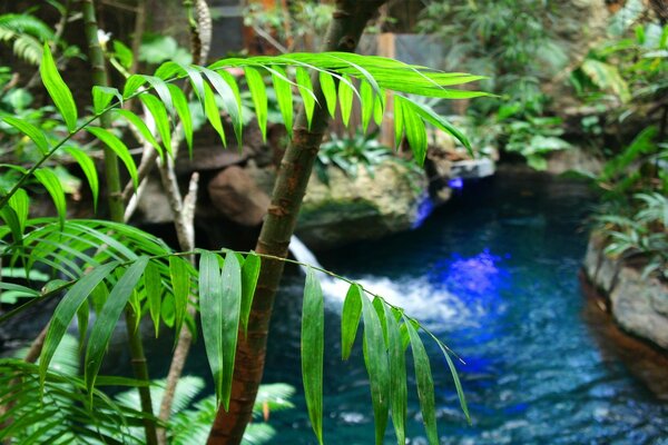 The leaves of tropical plants are green