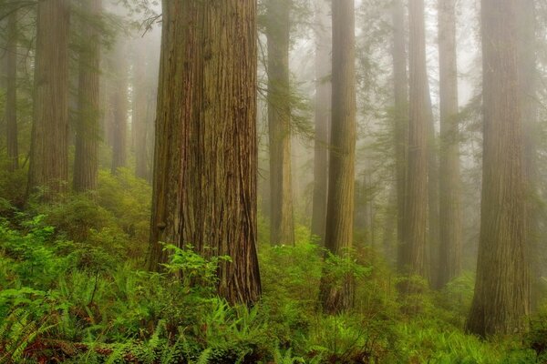 Thick fog drowns in trees