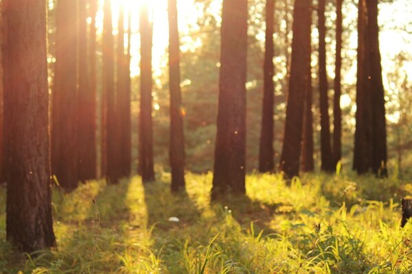 The shadow of the trees in the sunset