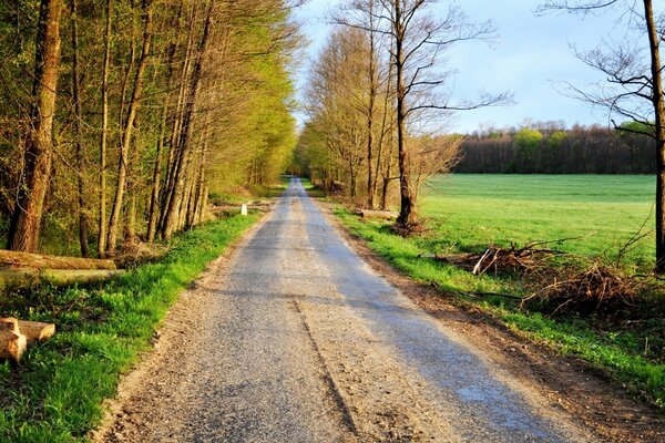 The road divides the forest and the field