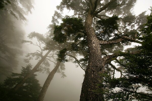 Tall trees in heavy fog