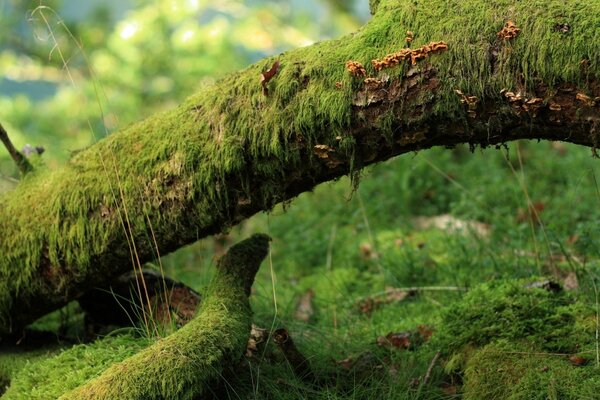 Nature and its greenery. Wood and moss