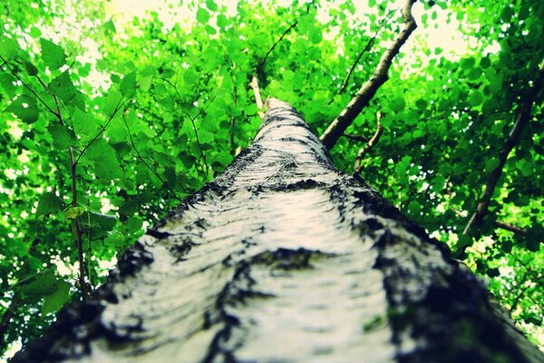 Árbol alto con hermoso follaje