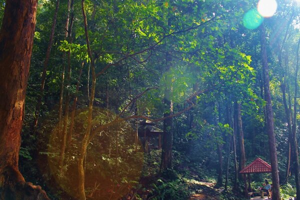 El sol se abre paso jugando rayos en las hojas de los árboles