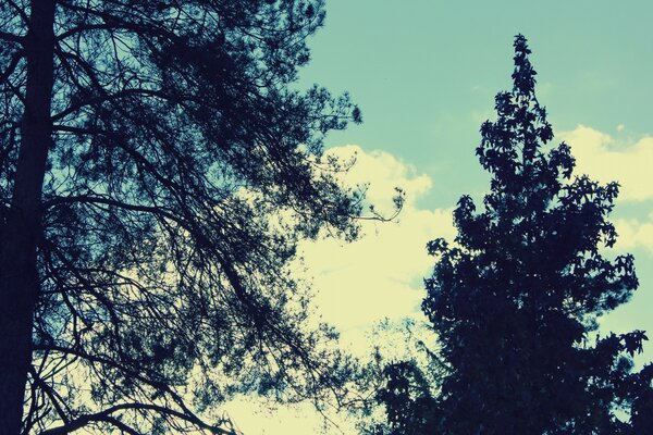 Two trees against a blue sky