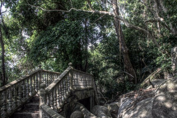 Escada em uma área de floresta rochosa