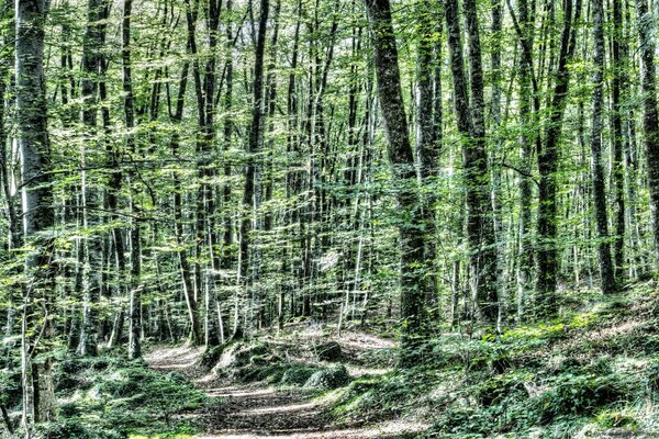 Paisaje sendero en el bosque de verano