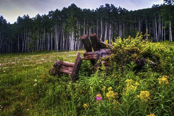 Un claro de flores en el fondo de un bosque denso