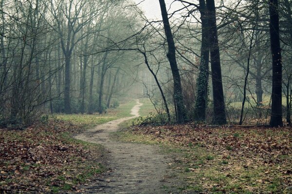 Karanlık parkın yanındaki yol