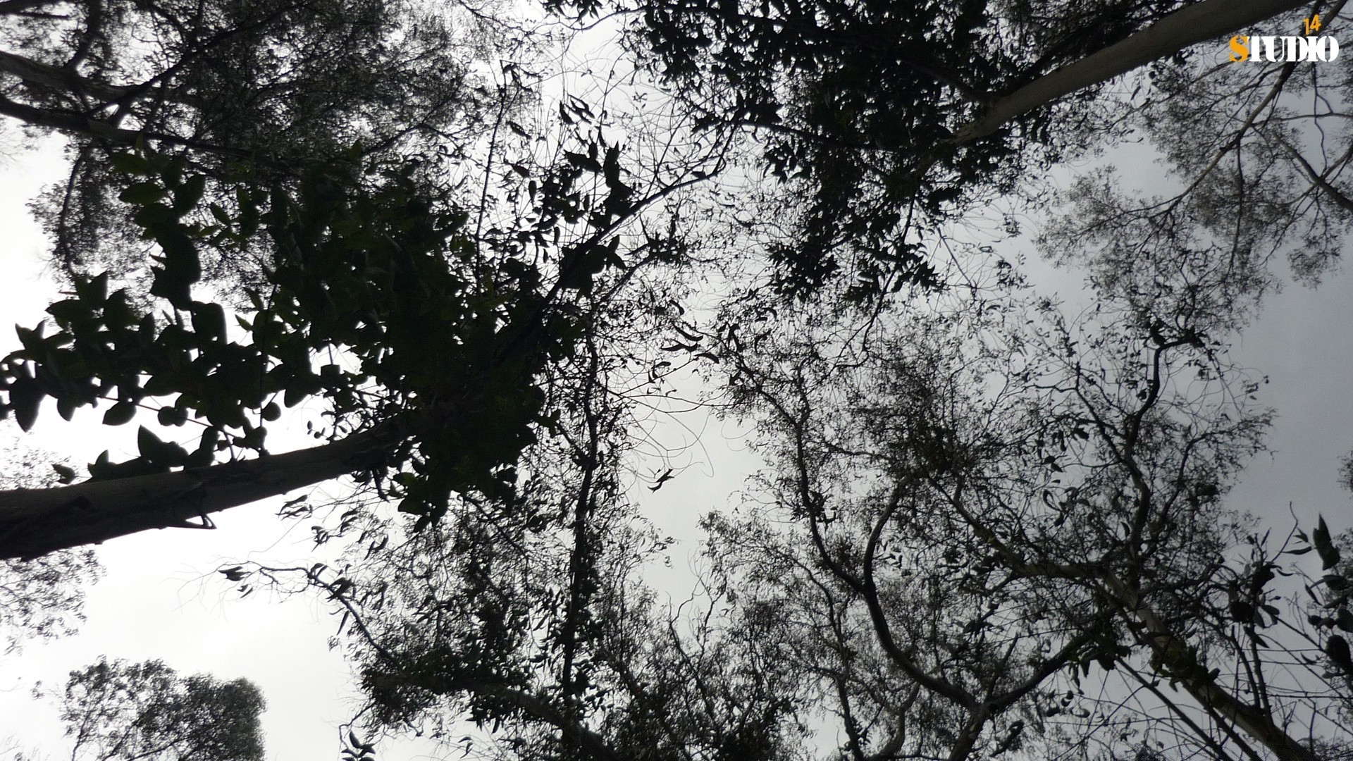 foresta albero ramo legno paesaggio foglia natura tronco parco stagione flora meteo nebbia all aperto scena