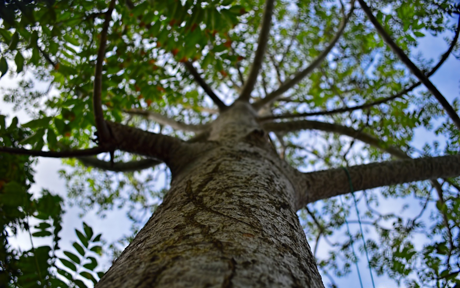 forest tree wood nature leaf branch flora outdoors summer environment park trunk season landscape growth bark sky tall