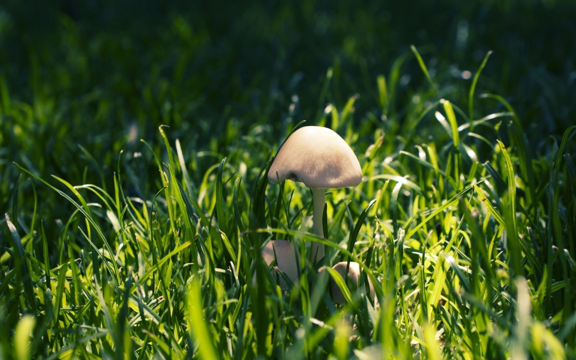 forest grass hayfield lawn summer nature field flora growth leaf outdoors garden pasture ground fair weather sun