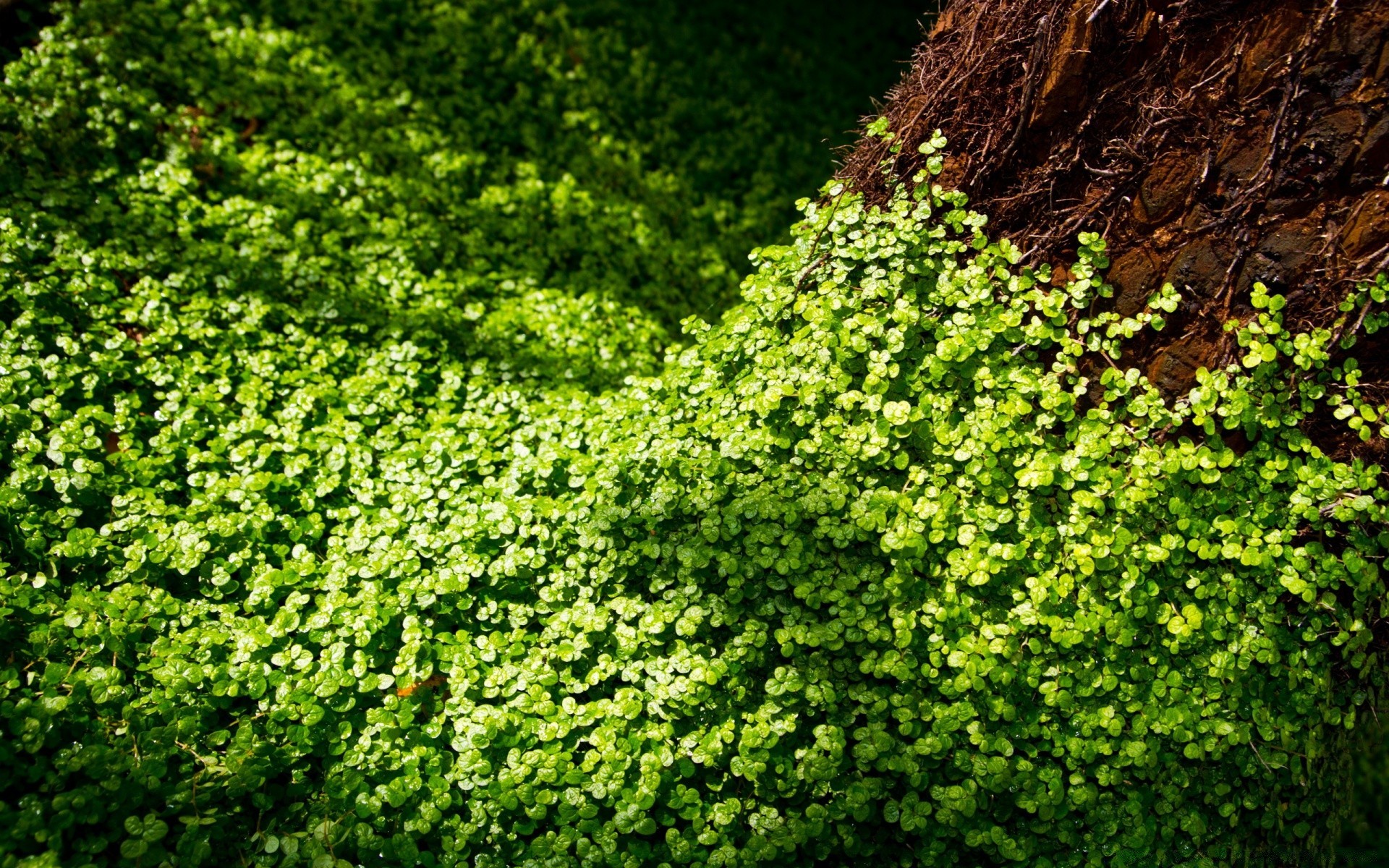 floresta folha crescimento natureza flora ao ar livre jardim árvore ambiente vine verão madeira flor agricultura ivy exuberante grama