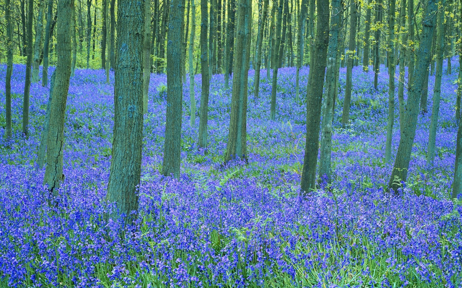 forêt bois paysage nature fleur scénique feuille flore saison campagne à l extérieur arbre paysage rural été parc printemps croissance pays tapis