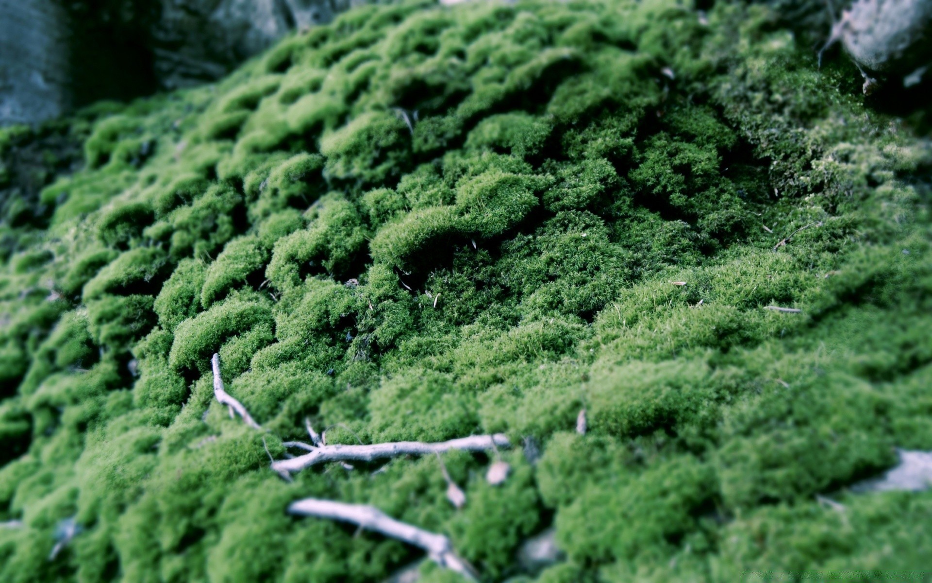 foresta foglia natura flora agricoltura crescita all aperto erba terreno giardino fattoria cibo desktop albero paesaggio verdura ambiente estate campo