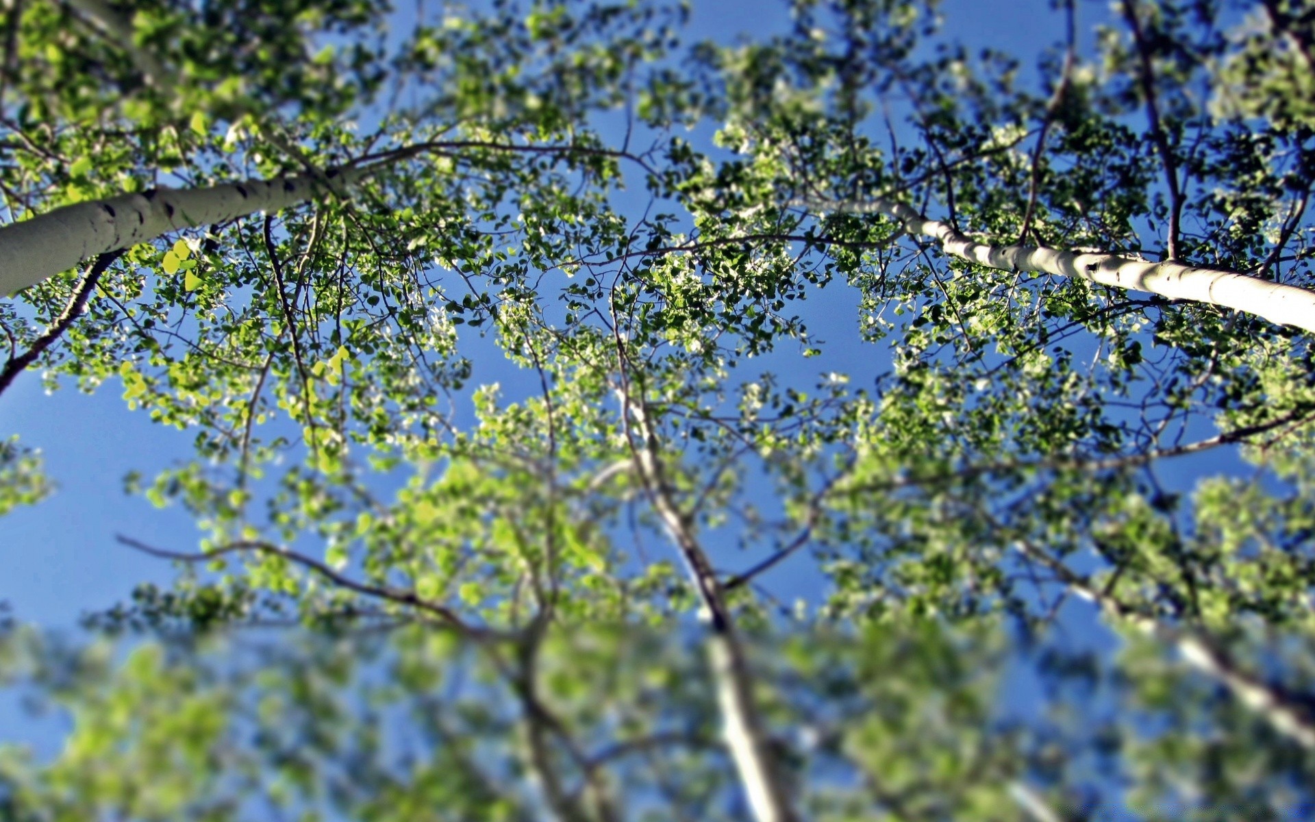 las drzewo natura oddział krajobraz drewno flora na zewnątrz sezon liść środowisko niebo park lato scena jasny słoneczny dobra pogoda wzrost jasne