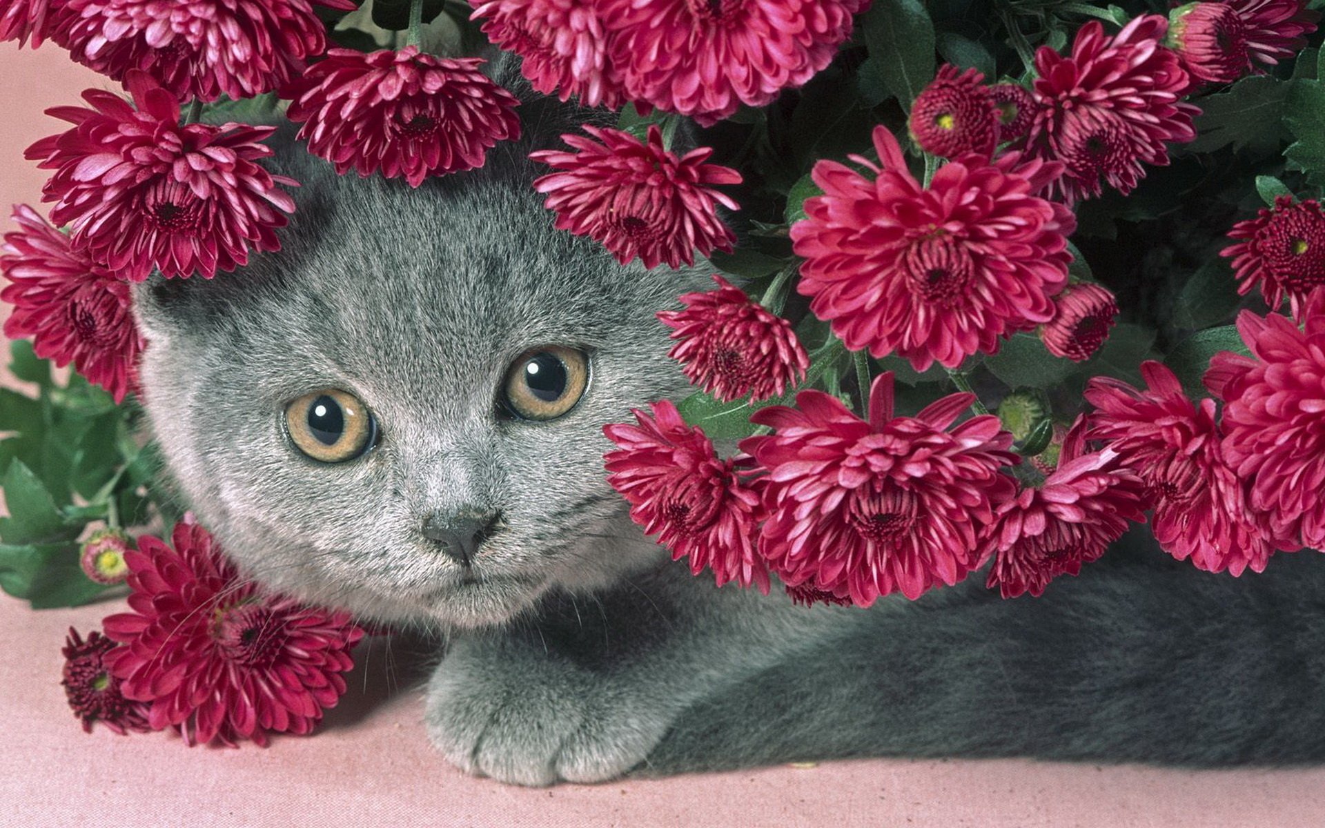 кот серый цветы сереневые пухлый котик красивый