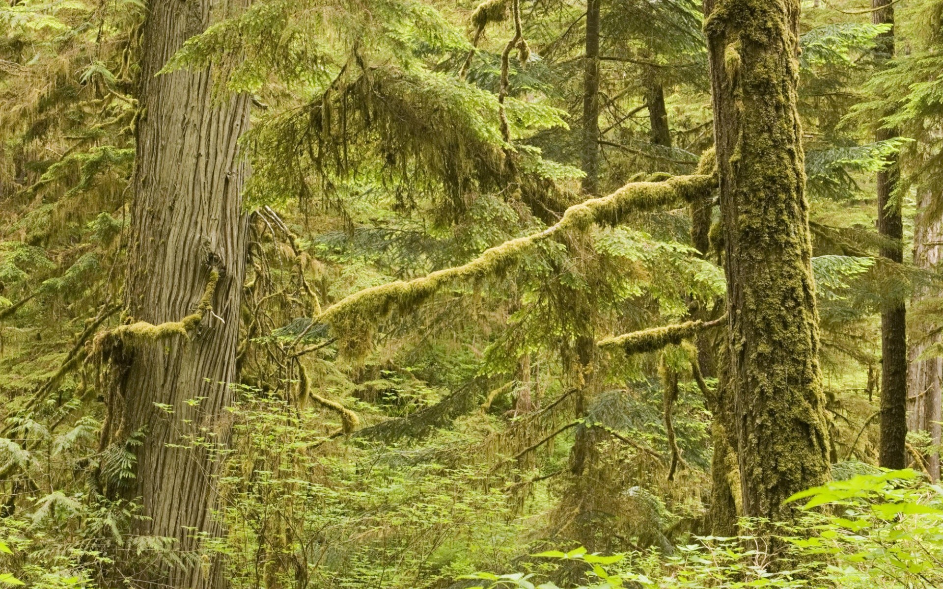 bosque madera árbol naturaleza paisaje musgo hoja flora parque medio ambiente al aire libre escénico tronco crecimiento salvaje paisaje verano coníferas exuberante corteza