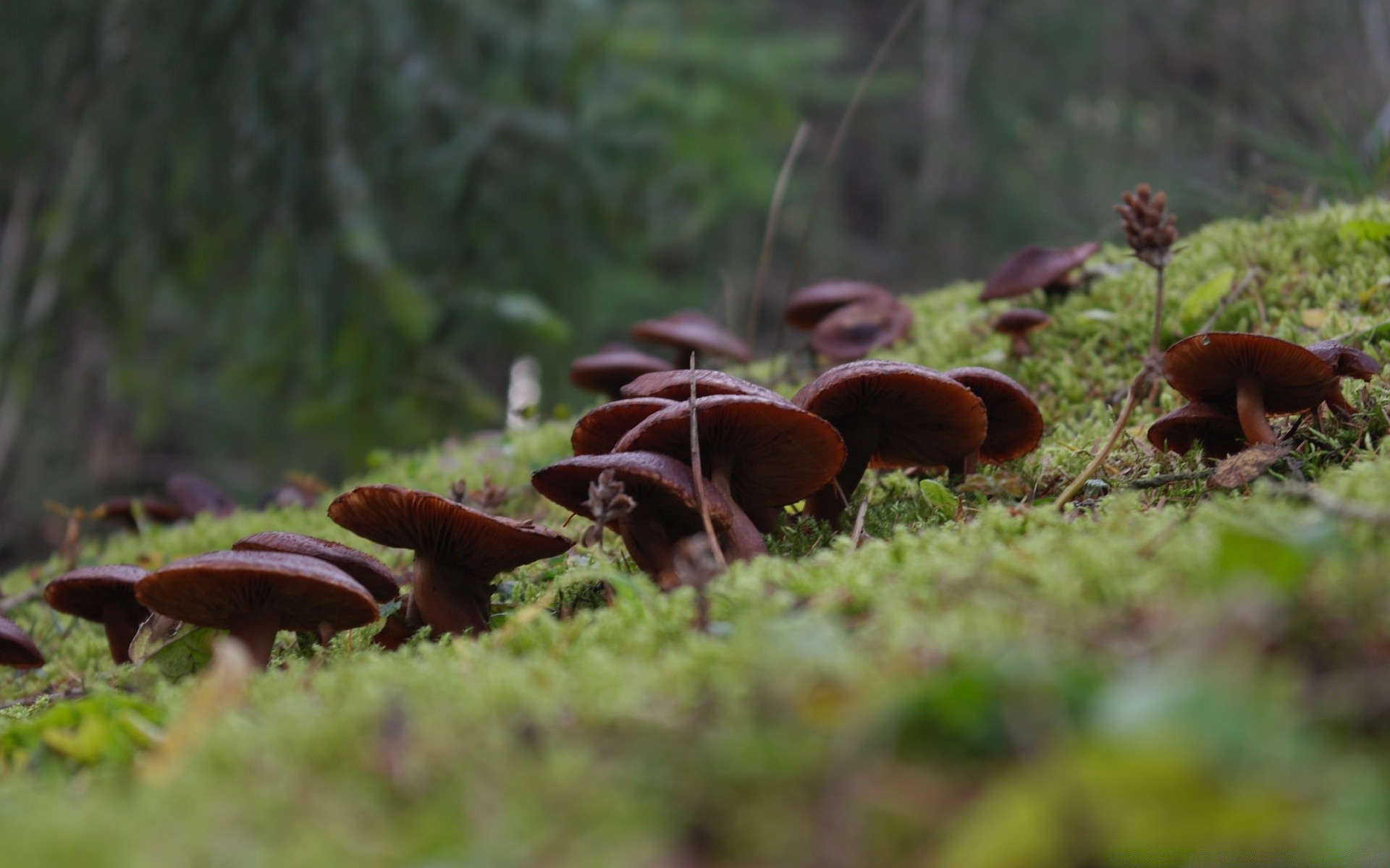 las jesień grzyb grzyb natura drewno mech na zewnątrz światło dzienne jedzenie borowik jadalne drzewo dziki sezon flora trawa pokrywa liść