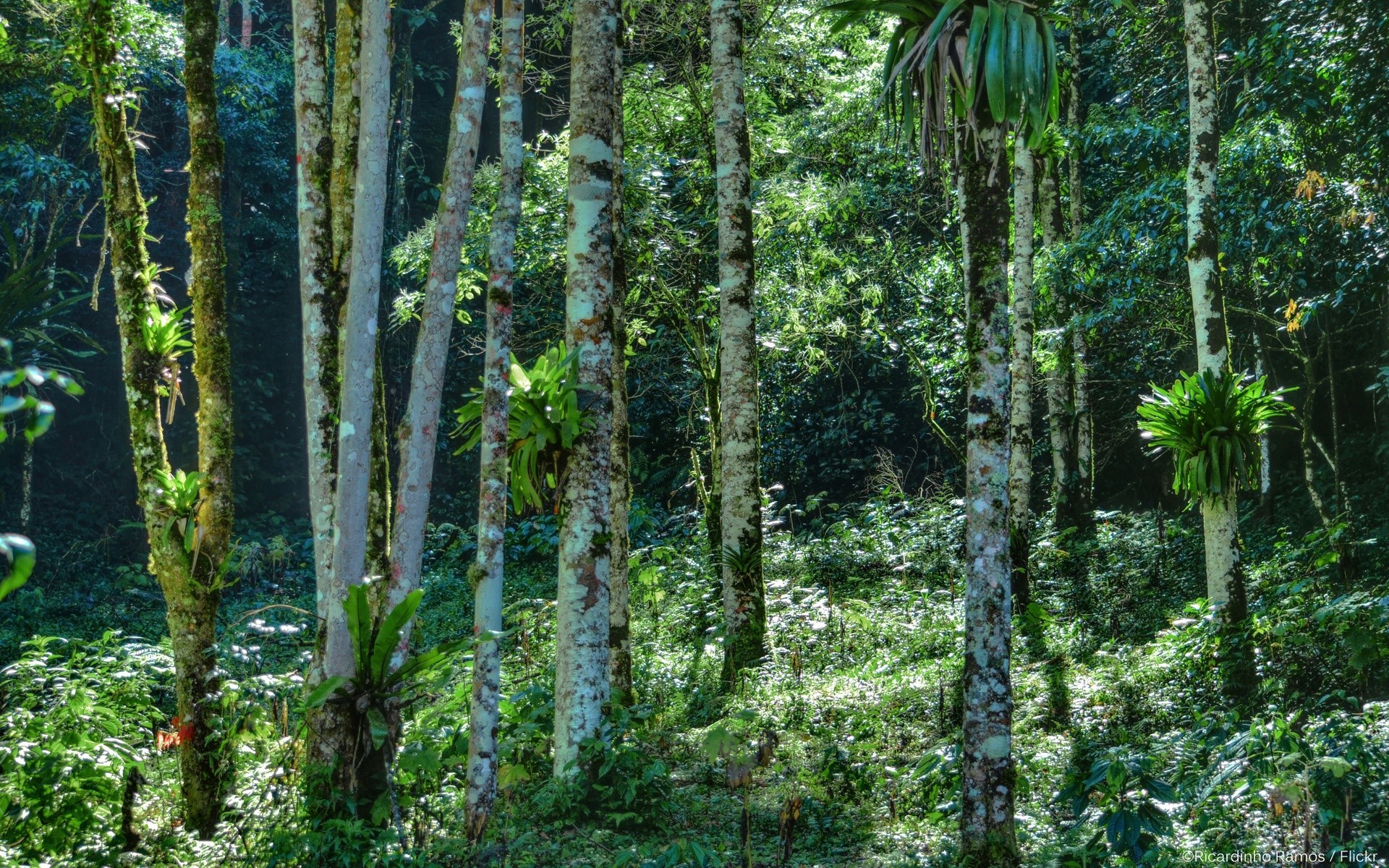 forest wood leaf nature tree flora rainforest lush landscape growth outdoors summer environment fern travel jungle fair weather tropical wild