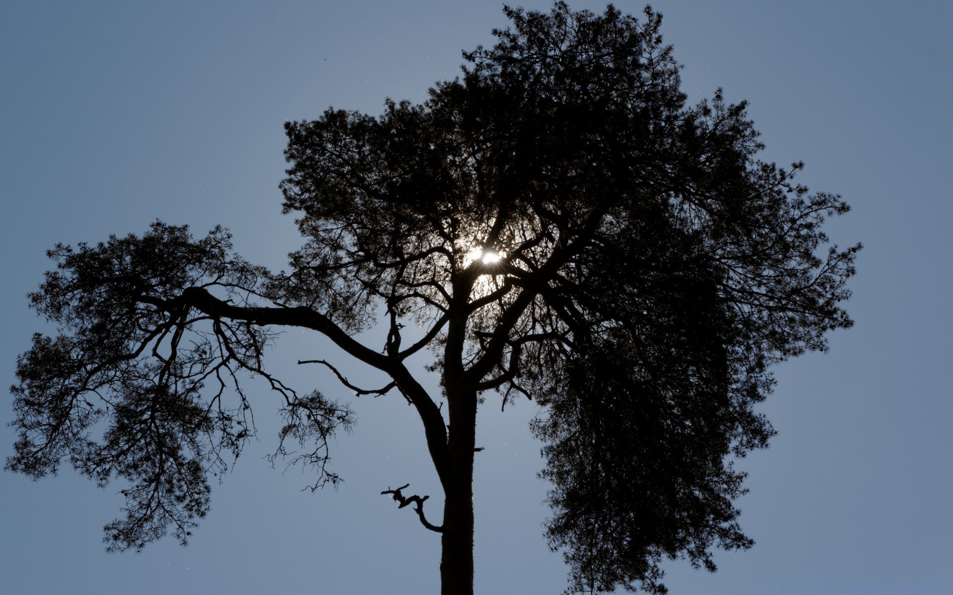 bosque árbol naturaleza paisaje madera hoja al aire libre rama sol amanecer solo cielo buen tiempo alto niebla