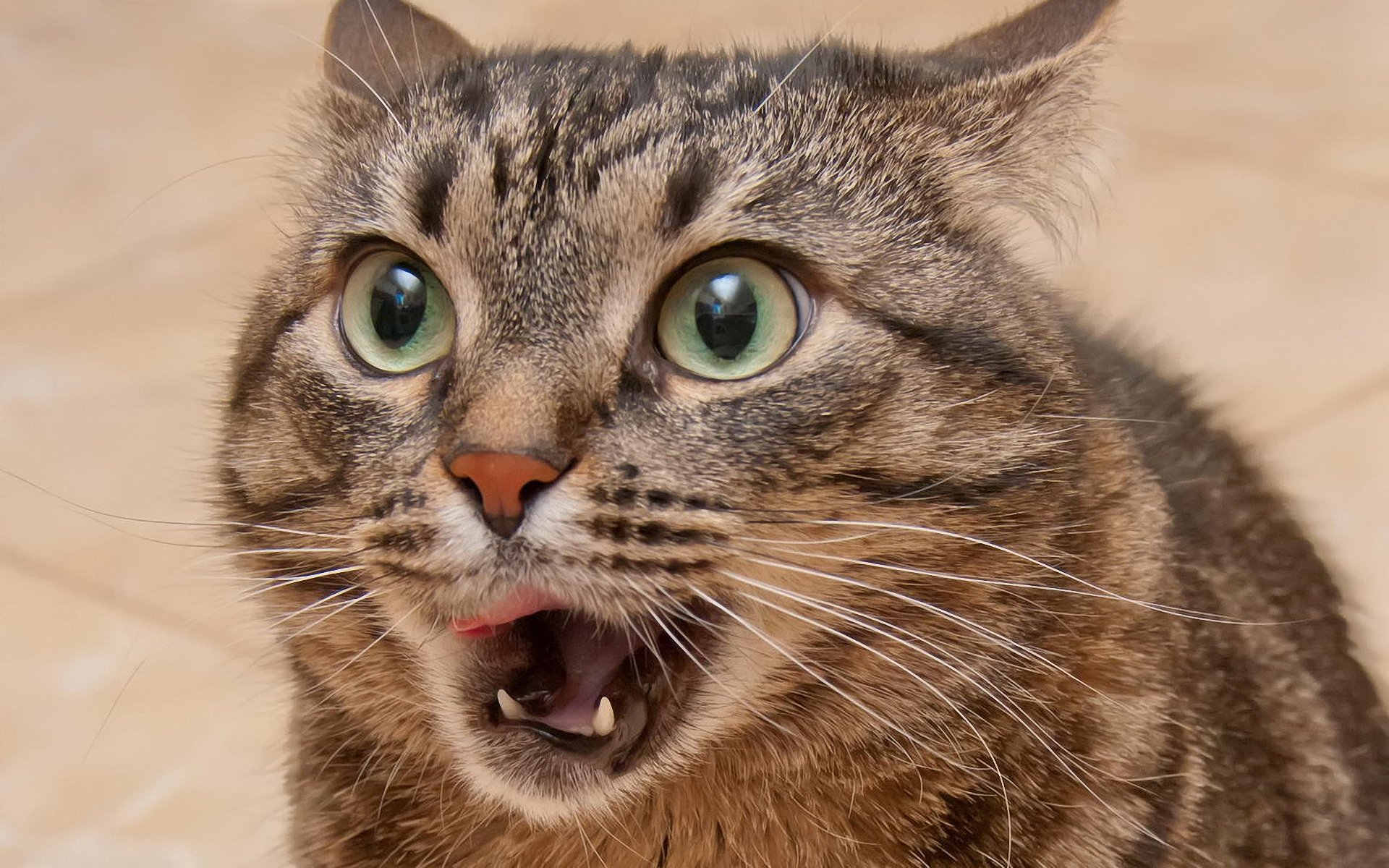 кот глаза усы