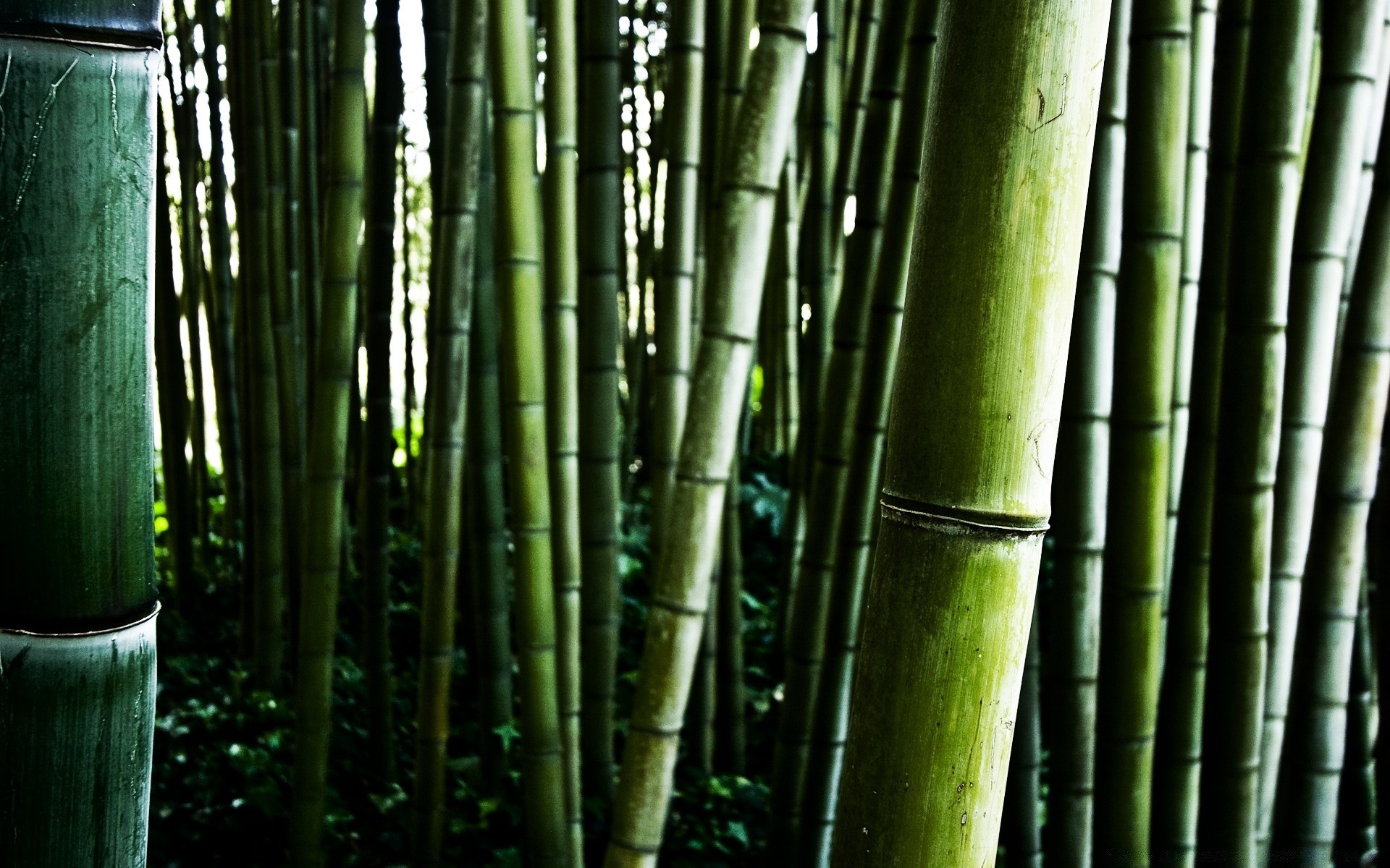 floresta bambu zen folha exuberante tropical natureza crescimento casca flora madeira vara madeira jardim desktop textura ambiente ecologia